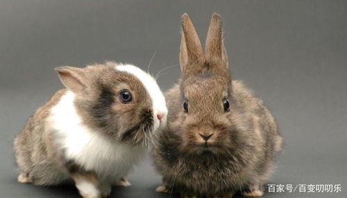 46岁后属兔人运势如何？39岁属兔人的运势又怎样？两者有何不同？