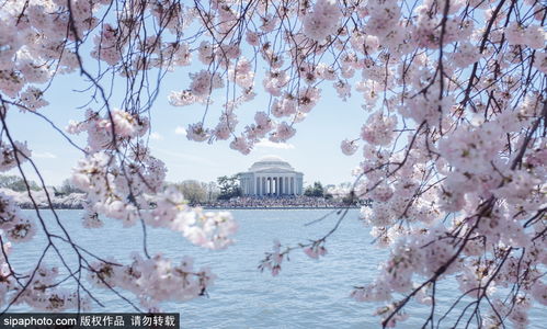 樱花：日本文化底蕴的象征