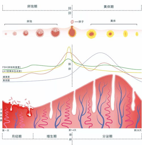 2. 月经忽然缩较短至第三天完成——这一些原因要较小心！