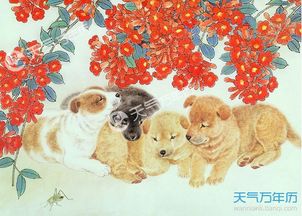 56岁属狗的人是什么命，与57年出生62岁的人命相比，谁的命更好？
