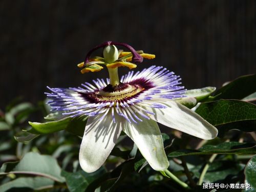 星座与花：那些你不知道的疯狂秘密