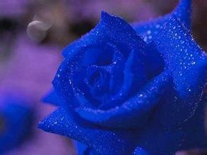 蓝玫瑰的寓意是什么它的花语和代表意义具体有哪些？
