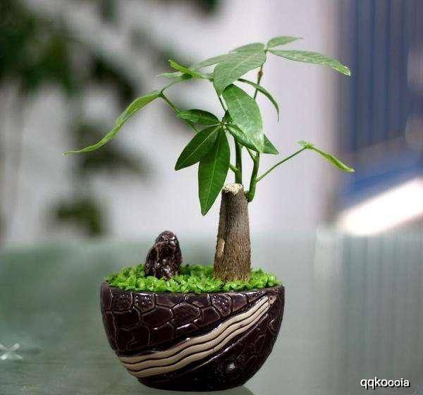 屋里种什么树好风水,房间里种什么树好