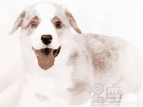 周公解梦中梦见狗追着我咬，这究竟预示着什么含义呢？