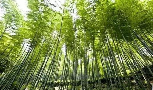 竹海：竹子、竹子、还是竹子！