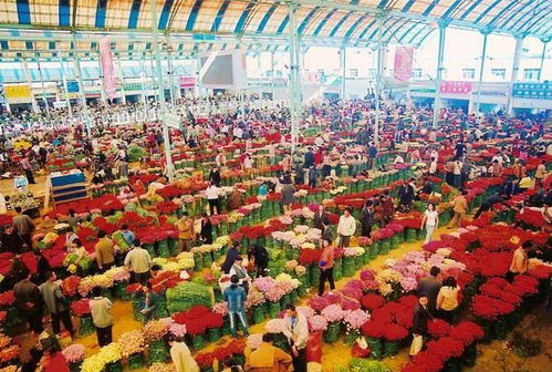 天津花卉市场：一场让人又爱又恨的奇葩体验