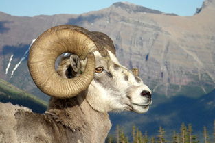 2003年出生属羊女性在2026年的运势和全年运程具体如何？