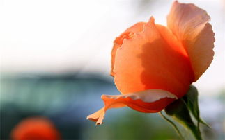 促销就像爱情，来得快去得更快