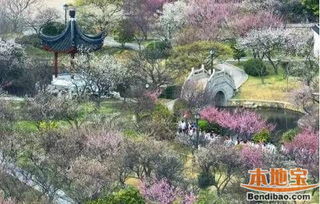 一、 探秘“天下第一梅山”：南京梅花山