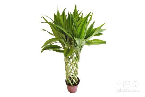 富贵竹需要种植多少根才嫩招财，有什么讲究？