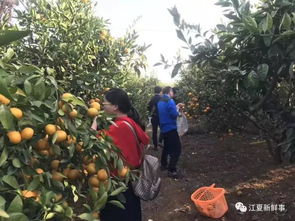 周边采摘地推荐