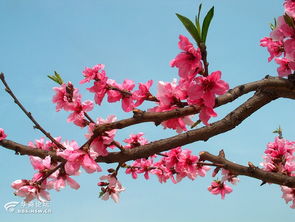 2. 桃花朵朵开