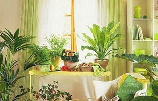 农村客厅摆放绿植风水好不好,农村客厅摆放绿植风水好吗