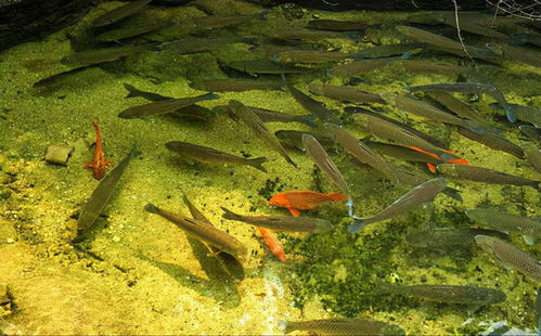 震惊！鱼缸里的秘密居然和2026年运势有关？看完睡不着了