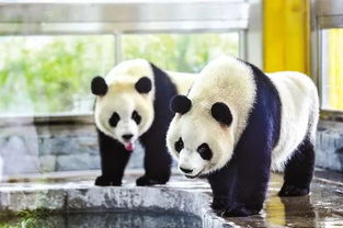 一、广州动物园（小朋友的熊猫派对）