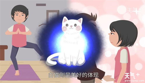 女人梦见一群白猫究竟预示着什么吉凶，是好是坏呢？