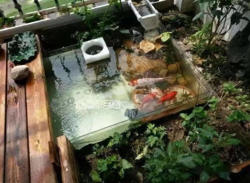 后花园有鱼池风水好吗,后花园有鱼池风水好吗