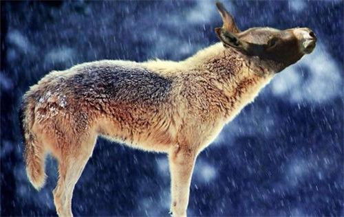 夜半惊魂：那不是风， 是命里的劫