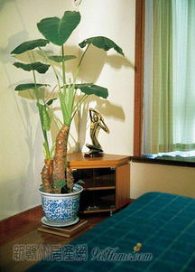 植物会偷走你的运气？