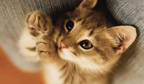 白猫灰猫：2026年事业运爆棚