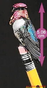 麻雀体内藏着宇宙密码？老祖宗早就看穿一切