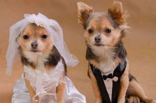 2006年属狗的人哪个月对父母运势最好，穿什么颜色的衣服最旺？