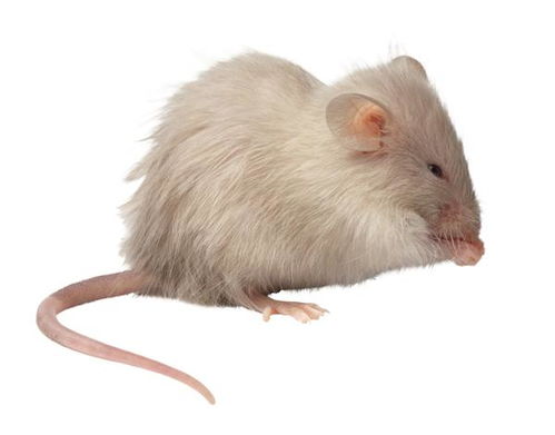 鼠鼠人：钱包要遭殃了喂！