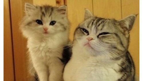猫咪起名算命真的科学吗？取名时如何根据五行属性来挑选名字呢？
