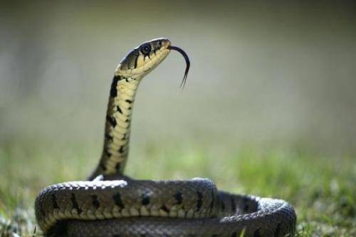 属蛇和马合不合财？女猪和蛇马是什么意思？合不合财？