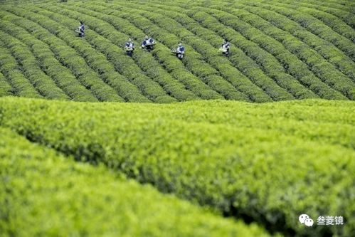 2026年茶香预言：暴雨与网红