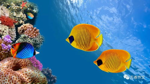 变动星座：星座界的变色龙