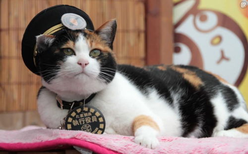 大猫猫：一开口就伤人
