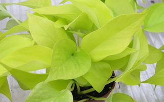 怎么利用植物提升男人桃花运：探寻风水与生肖的暗地