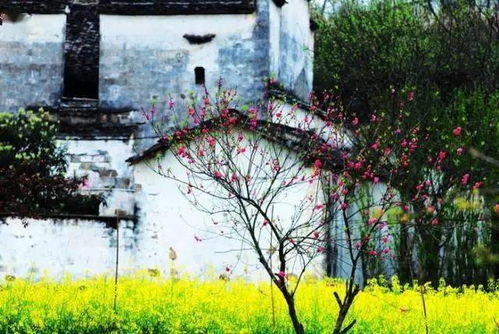 但别慌！这些“反季节”玩法， 让你把婺源玩出高级感