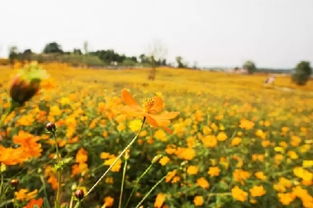 三、除了赏菊还能干什么呢？（各种乱七八糟的活动！）