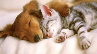 一、 阴阳错位的犬舍——风水大杂烩