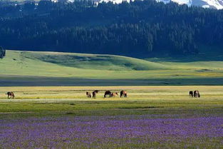 新疆伊犁旅行攻略：本地达人带你深度游，避开旅游陷阱！