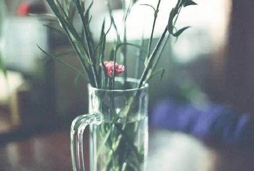 绿植搭配技巧