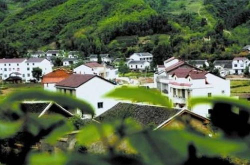 福建养蜂风水的玄学大揭秘