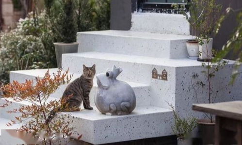 猫生小猫的吉凶，猫赶不走，这究竟意味着什么吉凶？