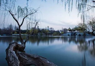 湿地里的奇葩活动：抓蜻蜓、 捉泥鳅、和鸽子赛跑