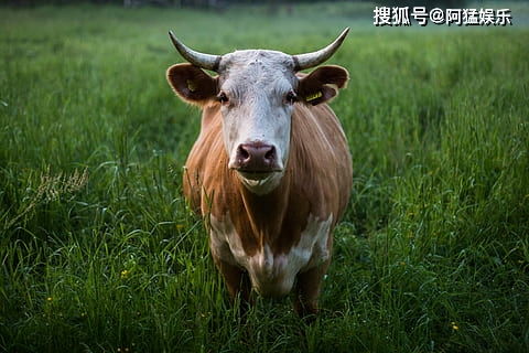 愛情專區：