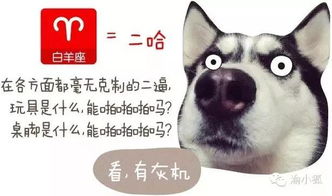 哪个星座的年轻人四季都像狗一样累，被称为当代陀螺青年呢？