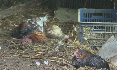 家禽死亡是否与住宅风水有直接关联？