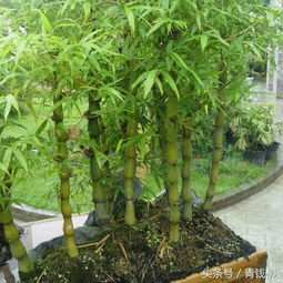 竹子种植在院子里会对风水产生怎样的影响呢？