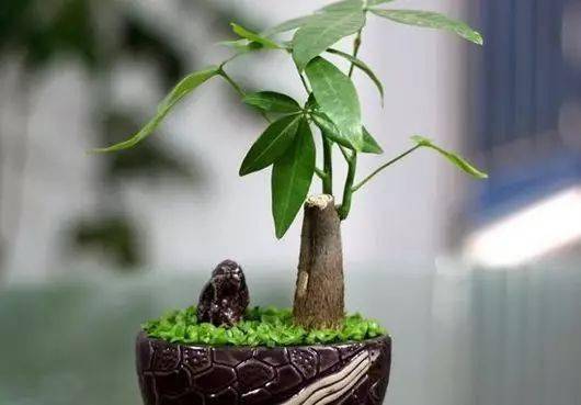 盆景植物的风水寓意,盆景造型寓意解说