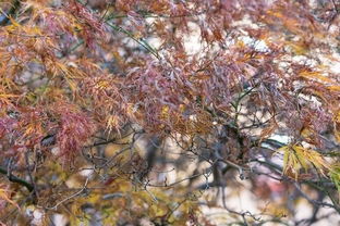 黄山住宿攻略：民宿与网红酒店 (网红酒店真的值得去吗？)