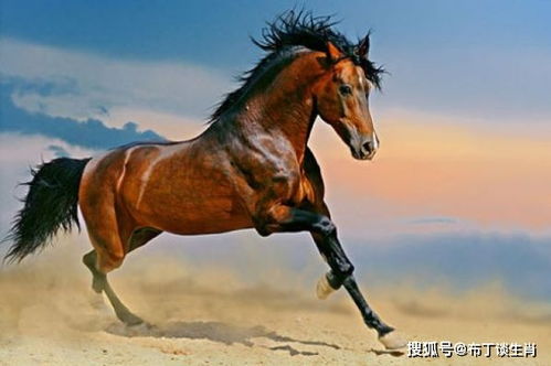 属马的2026年会有血光之灾吗？2026年属马的忌讳是什么意思？