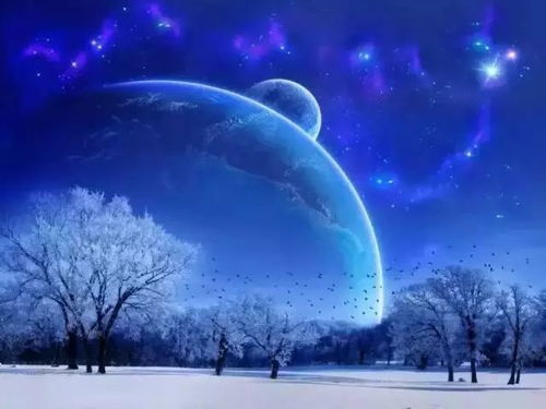 兔子的月光幻影