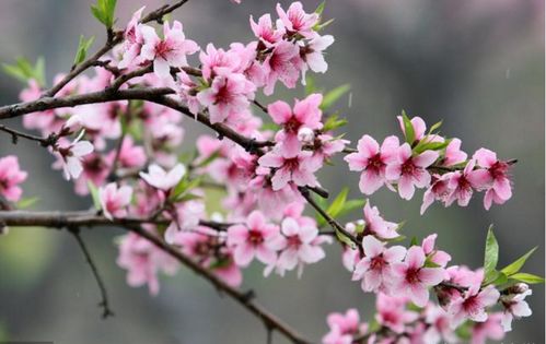 桃花初现